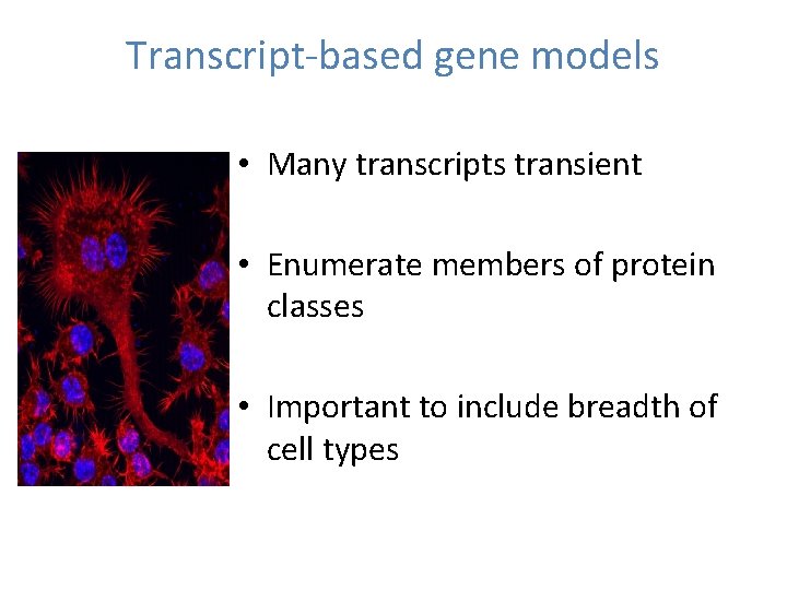 Transcript-based gene models • Many transcripts transient • Enumerate members of protein classes •
