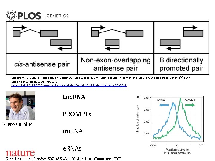 Engström PG, Suzuki H, Ninomiya N, Akalin A, Sessa L, et al. (2006) Complex