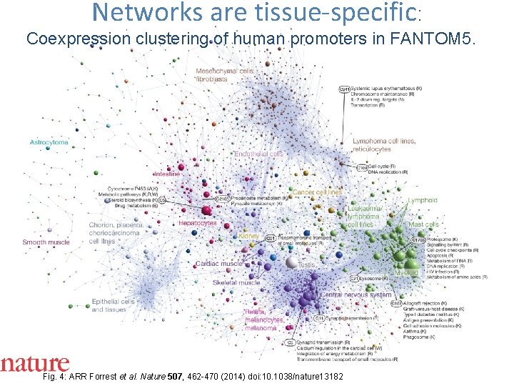 Networks are tissue-specific: Coexpression clustering of human promoters in FANTOM 5. Fig. 4: ARR