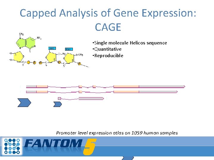 Capped Analysis of Gene Expression: CAGE • Single molecule Helicos sequence • Quantitative •