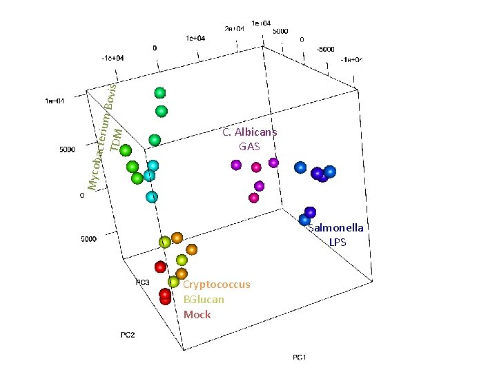 acteriu m Bov is TDM Mycob C. Albicans GAS Salmonella LPS Cryptococcus BGlucan Mock