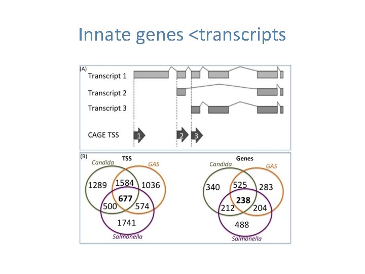 Innate genes <transcripts 