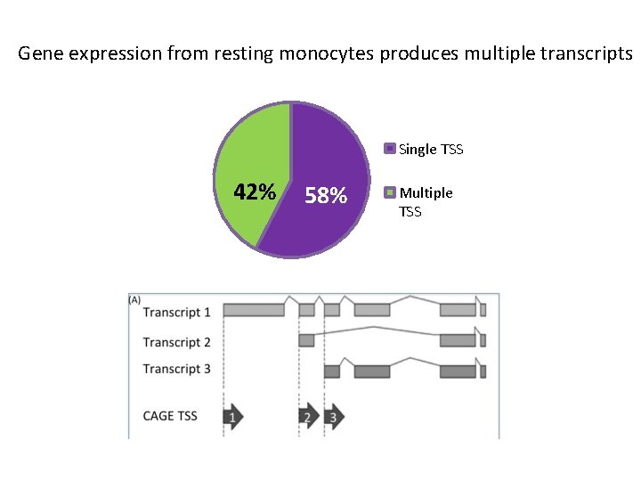 Gene expression from resting monocytes produces multiple transcripts Single TSS 42% 58% Multiple TSS