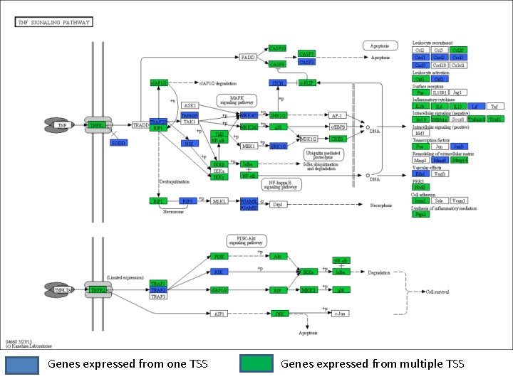 Genes expressed from one TSS Genes expressed from multiple TSS 