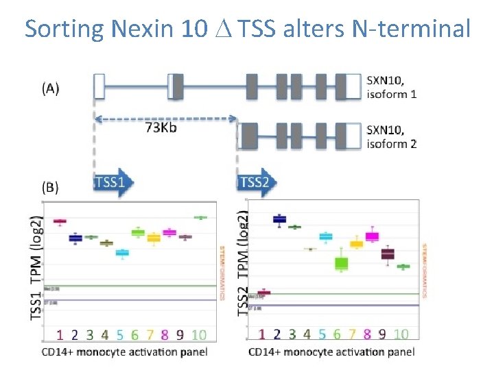Sorting Nexin 10 D TSS alters N-terminal 