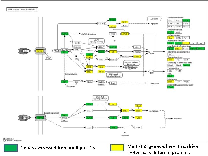 Genes expressed from multiple TSS Multi-TSS genes where TSSs drive potentially different proteins 