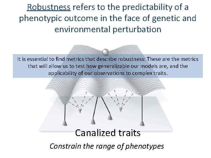Robustness refers to the predictability of a phenotypic outcome in the face of genetic
