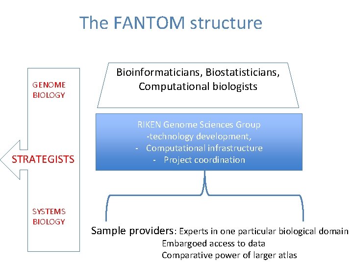 The FANTOM structure GENOME BIOLOGY STRATEGISTS SYSTEMS BIOLOGY Bioinformaticians, Biostatisticians, Computational biologists RIKEN Genome