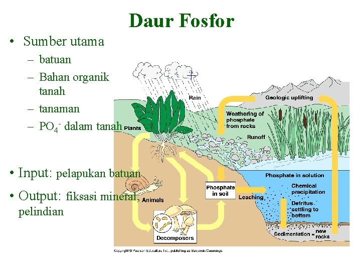 Daur Fosfor • Sumber utama – batuan – Bahan organik tanah – tanaman –