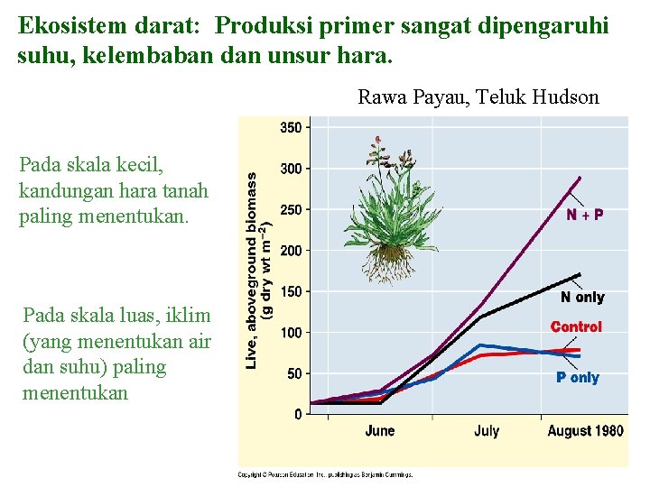 Ekosistem darat: Produksi primer sangat dipengaruhi suhu, kelembaban dan unsur hara. Rawa Payau, Teluk