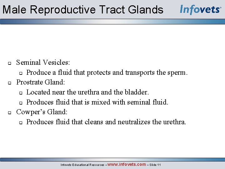 Male Reproductive Tract Glands Seminal Vesicles: Produce a fluid that protects and transports the