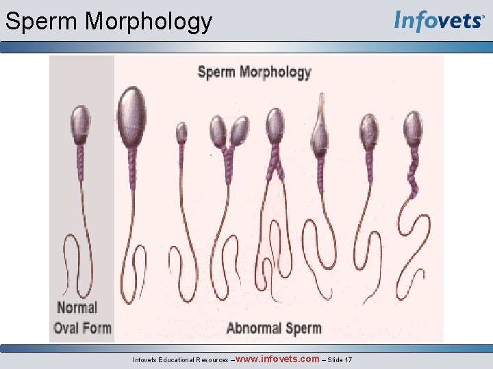 Sperm Morphology Infovets Educational Resources – www. infovets. com – Slide 17 