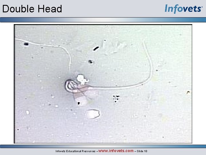 Double Head Infovets Educational Resources – www. infovets. com – Slide 18 