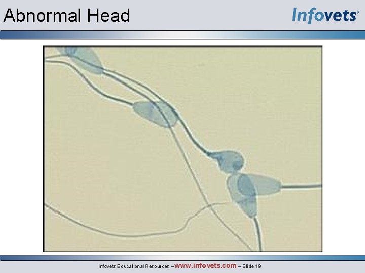 Abnormal Head Infovets Educational Resources – www. infovets. com – Slide 19 