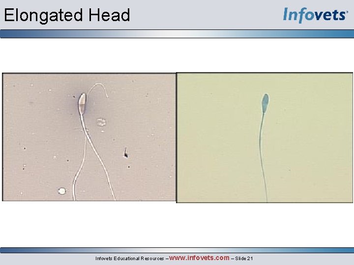 Elongated Head Infovets Educational Resources – www. infovets. com – Slide 21 