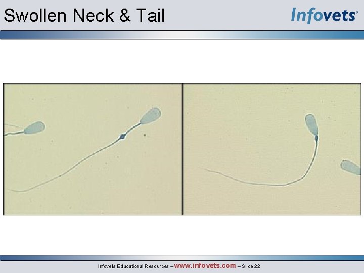 Swollen Neck & Tail Infovets Educational Resources – www. infovets. com – Slide 22