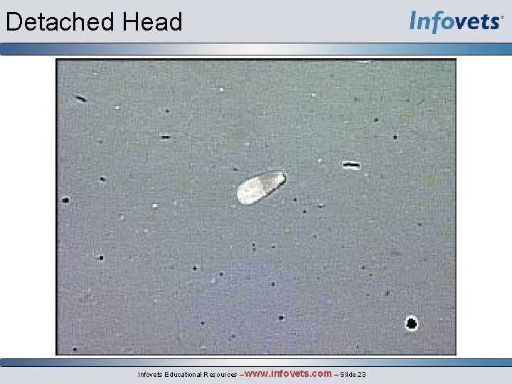 Detached Head Infovets Educational Resources – www. infovets. com – Slide 23 