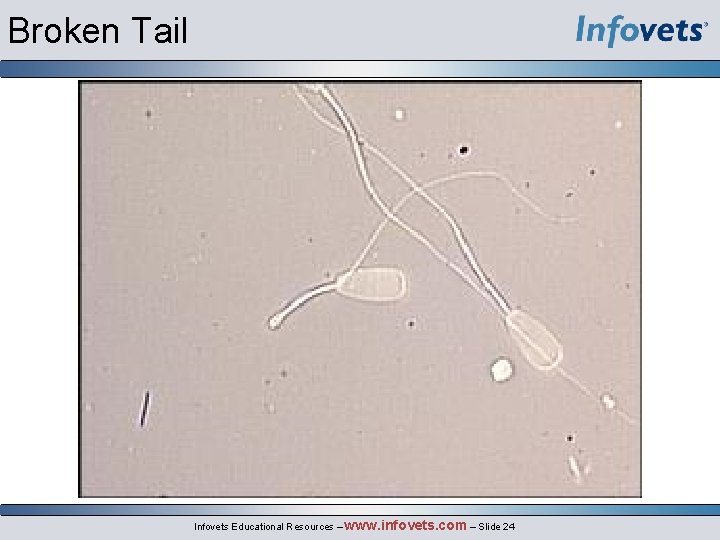 Broken Tail Infovets Educational Resources – www. infovets. com – Slide 24 