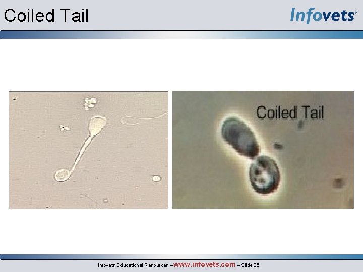 Coiled Tail Infovets Educational Resources – www. infovets. com – Slide 25 