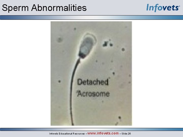 Sperm Abnormalities Infovets Educational Resources – www. infovets. com – Slide 26 