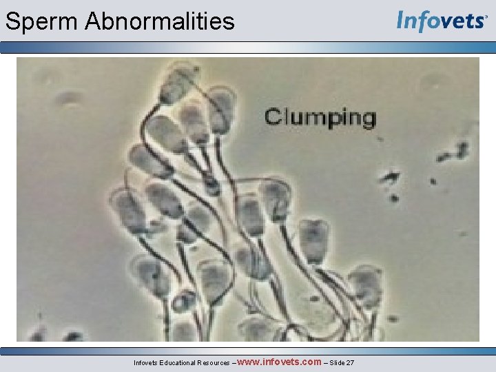 Sperm Abnormalities Infovets Educational Resources – www. infovets. com – Slide 27 