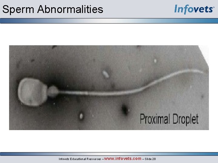 Sperm Abnormalities Infovets Educational Resources – www. infovets. com – Slide 28 
