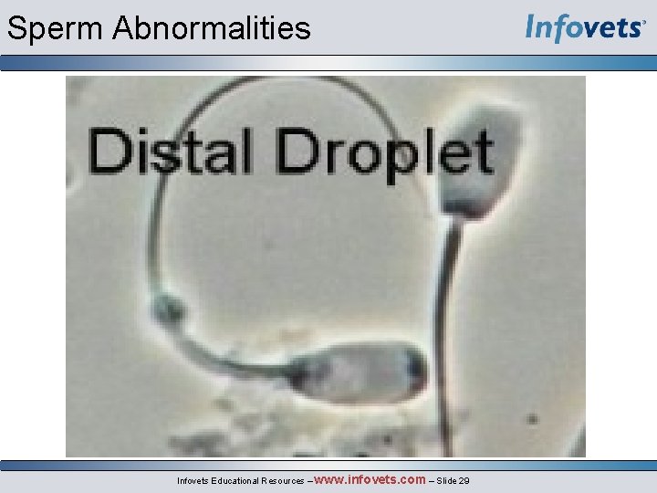 Sperm Abnormalities Infovets Educational Resources – www. infovets. com – Slide 29 