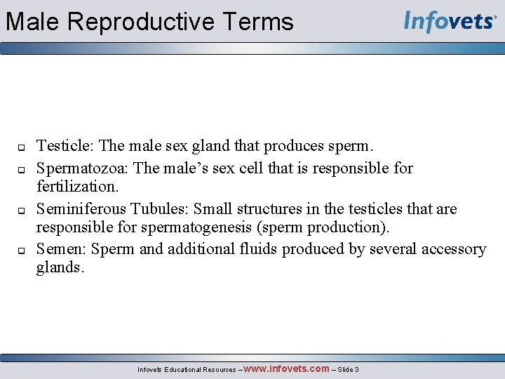 Male Reproductive Terms Testicle: The male sex gland that produces sperm. Spermatozoa: The male’s
