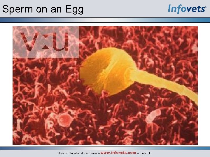 Sperm on an Egg Infovets Educational Resources – www. infovets. com – Slide 31