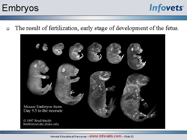 Embryos The result of fertilization, early stage of development of the fetus. Infovets Educational