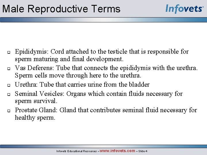 Male Reproductive Terms Epididymis: Cord attached to the testicle that is responsible for sperm
