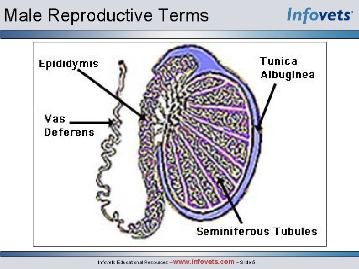 Male Reproductive Terms Infovets Educational Resources – www. infovets. com – Slide 5 