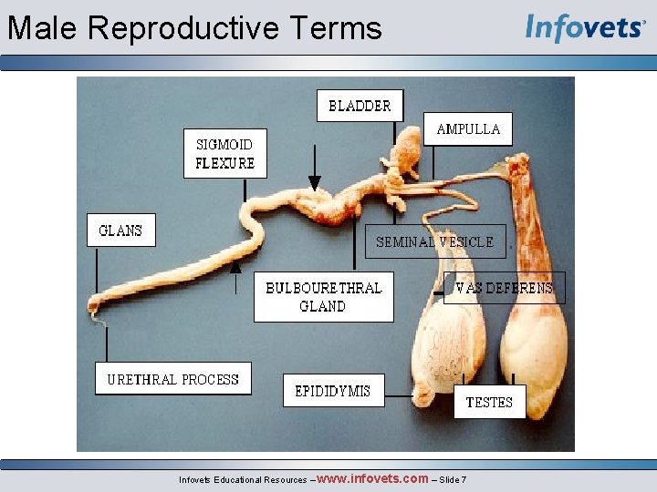 Male Reproductive Terms Infovets Educational Resources – www. infovets. com – Slide 7 