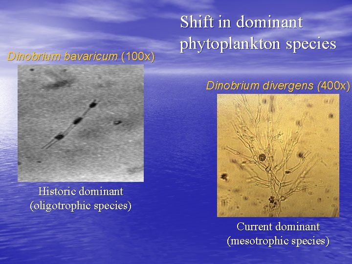 Dinobrium bavaricum (100 x) Shift in dominant phytoplankton species Dinobrium divergens (400 x) Historic