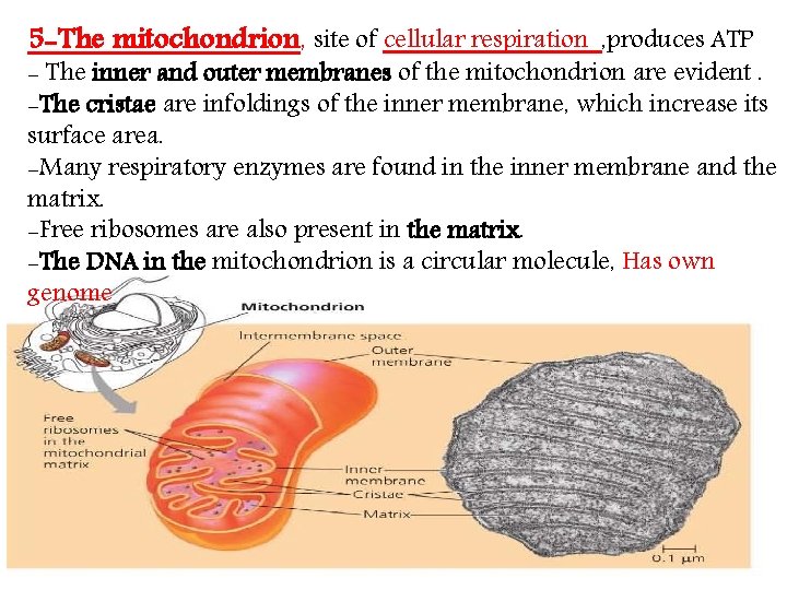 5 -The mitochondrion, site of cellular respiration , produces ATP - The inner and