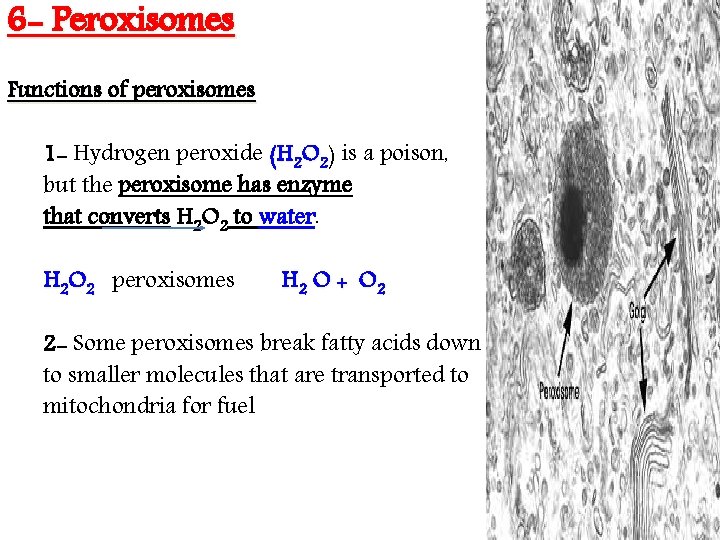 6 - Peroxisomes Functions of peroxisomes 1 - Hydrogen peroxide (H 2 O 2)