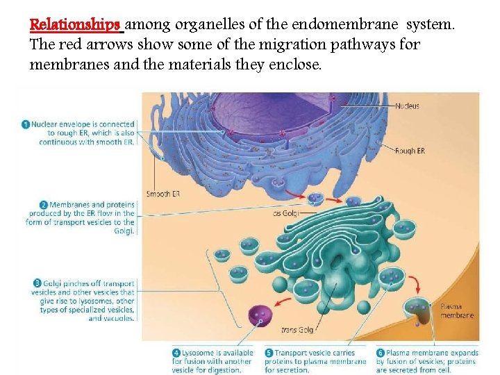 Relationships among organelles of the endomembrane system. The red arrows show some of the