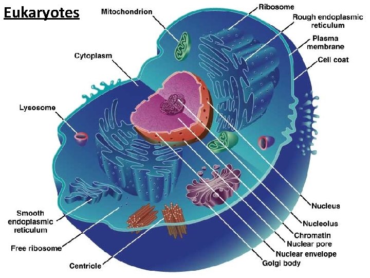 Eukaryotes 