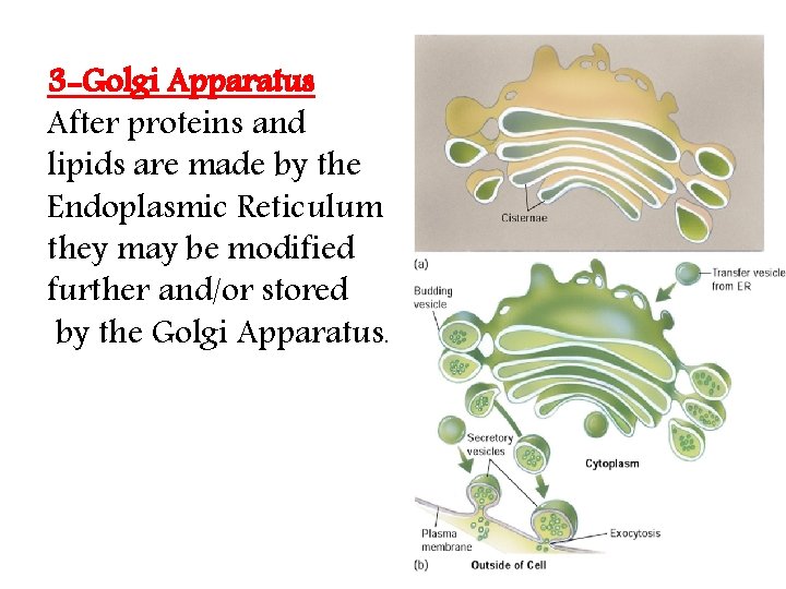 3 -Golgi Apparatus After proteins and lipids are made by the Endoplasmic Reticulum they