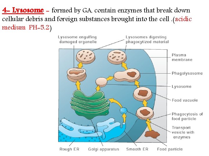 4 - Lysosome - formed by GA, contain enzymes that break down cellular debris