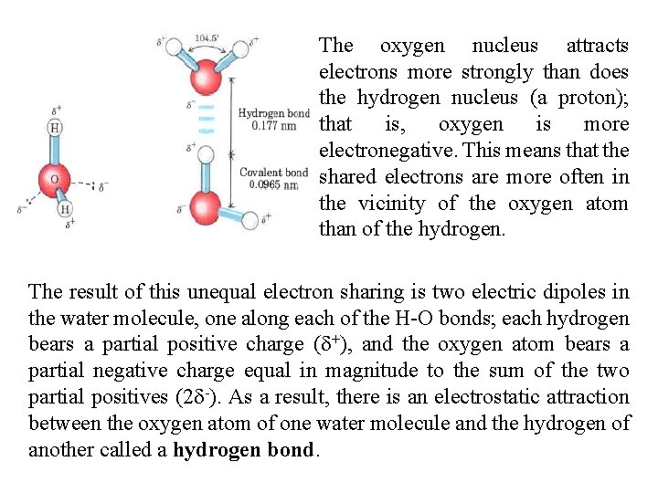 The oxygen nucleus attracts electrons more strongly than does the hydrogen nucleus (a proton);