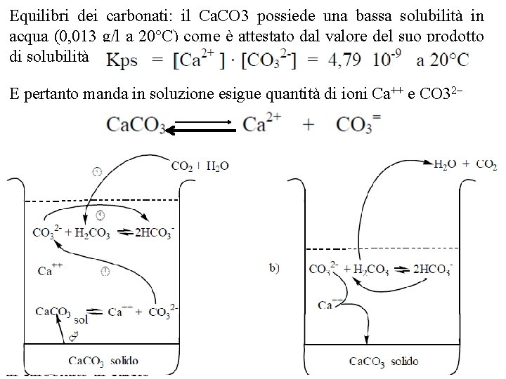 Equilibri dei carbonati: il Ca. CO 3 possiede una bassa solubilità in acqua (0,