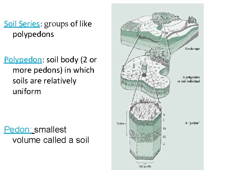 Soil Series: groups of like polypedons Polypedon: soil body (2 or more pedons) in