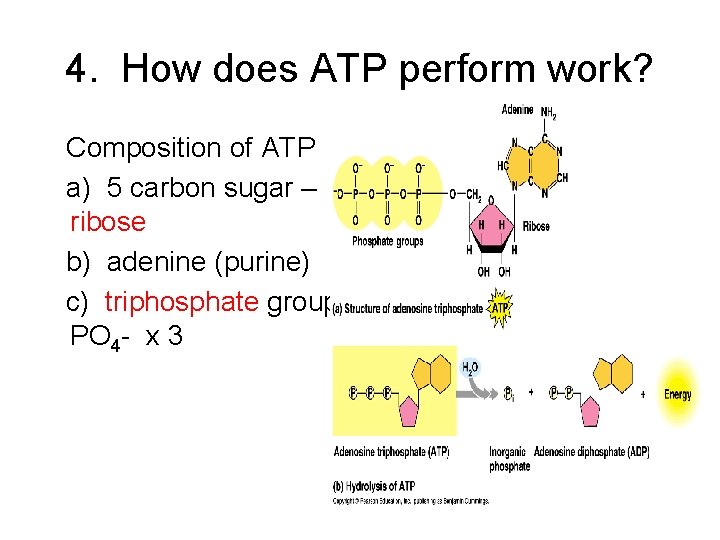 4. How does ATP perform work? Composition of ATP a) 5 carbon sugar –