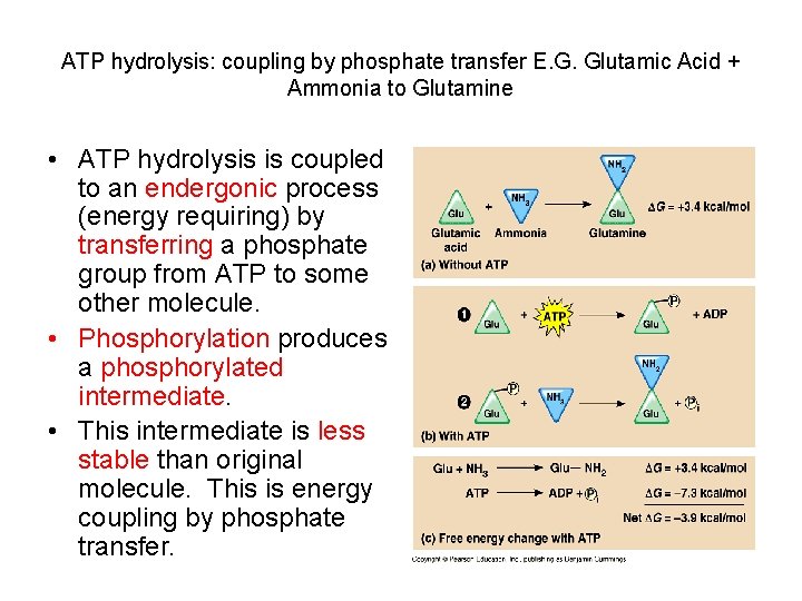 ATP hydrolysis: coupling by phosphate transfer E. G. Glutamic Acid + Ammonia to Glutamine