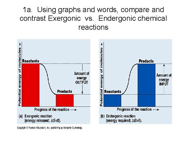 1 a. Using graphs and words, compare and contrast Exergonic vs. Endergonic chemical reactions