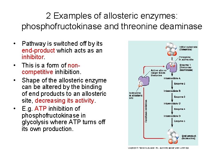 2 Examples of allosteric enzymes: phosphofructokinase and threonine deaminase • Pathway is switched off