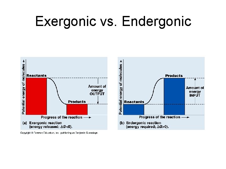 Exergonic vs. Endergonic 
