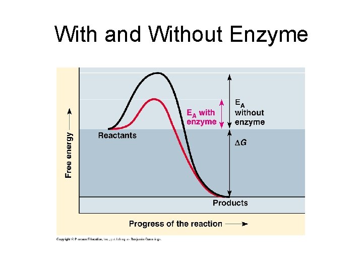 With and Without Enzyme 