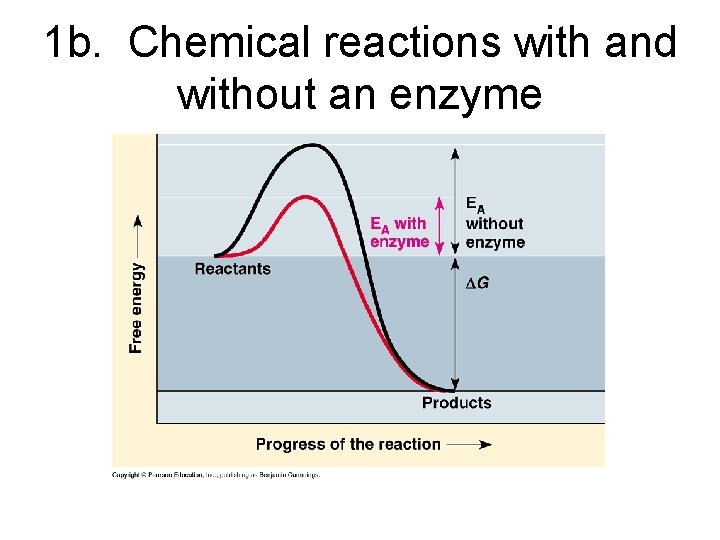 1 b. Chemical reactions with and without an enzyme 